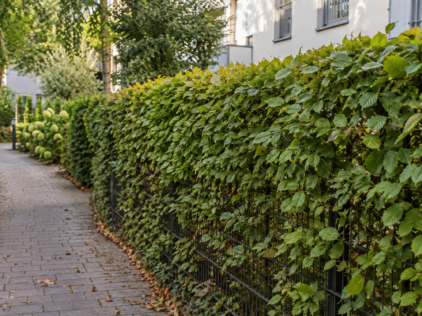 Fiktive Hecke entlang eines Gehwegs – KI-Illustration